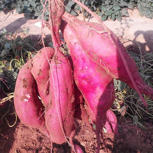 紫薯的品種特征